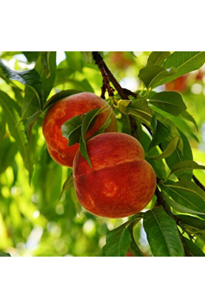 SEVER FİDANCILIK Maycrest Şeftali Fidanı