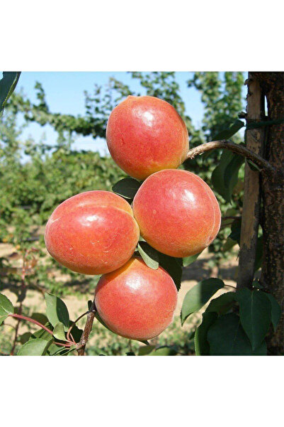 SEVER FİDANCILIK Alyanak Kayısı Fidanı