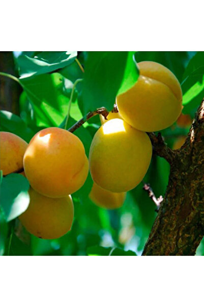 SEVER FİDANCILIK Iğdır Kayısı Fidanı