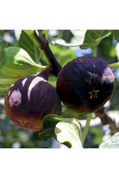 SEVER FİDANCILIK Kara İncir Fidanı