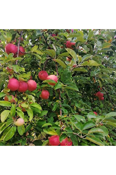 SEVER FİDANCILIK Amasya Elması Elma Fidanı