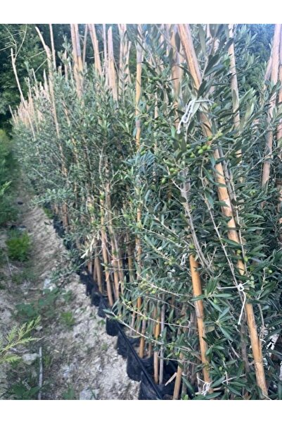 ASES 3 yaş bol Meyveli Tüplü Arbequina Bodur İspanyol Zeytin Fidanı 150-180 cm