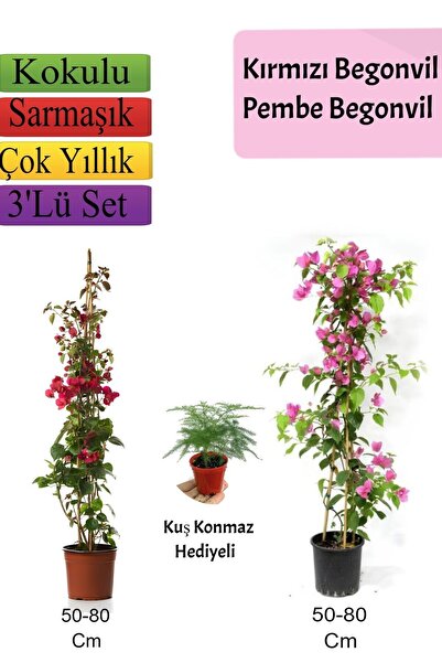 Nura Botanik Çok Avantajlı Kırmızı+ Pembe Begonvil+ Tül Çiçeği Hediyeli