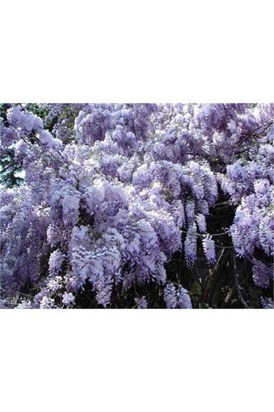 Nura Botanik Wisteria Sinensis Kokulu Çin Morsalkım Mor Salkım Fidanı 40-60 Cm