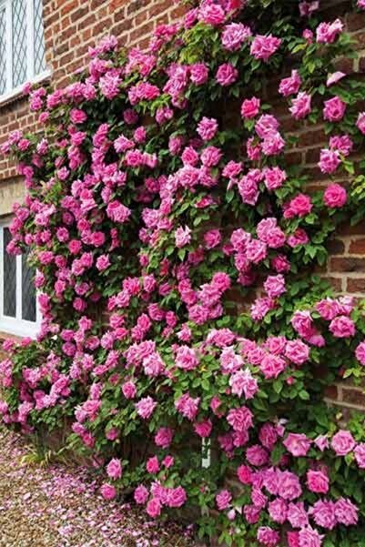 Nura Botanik Duvar Ve Balkon Saran Gül Fidesi Saksılı Tüplü 50-80cm 1 Adet