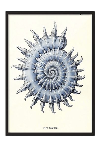 Postifull Black Framed Poster, Seashell, Illustration, Blue Color Poster, 2025 Summer Selection, No:109574