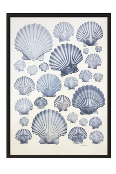 Postifull Black Framed Poster, Seashells, Illustration, Blue Color Poster, 2025 Summer Selection, No:109674