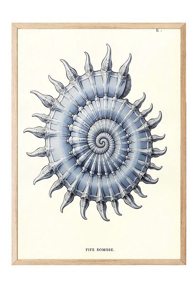 Postifull Wooden Framed Poster, Seashell, Illustration, Blue Color Poster, 2025 Summer Selection, No:109574