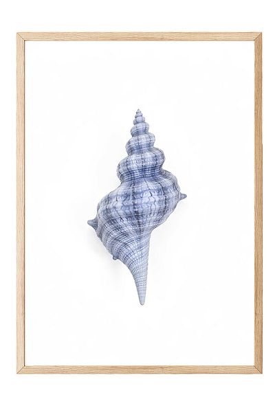 Postifull Wooden Framed Poster, Seashell, Illustration, Blue Color Poster, 2025 Summer Selection, No:109579