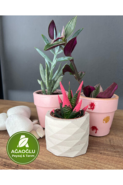 Ağaoğlu Dekoratif 3’lü Sukulent Seti – Saksılı Canlı Bitkiler | Ev Ofis İçin Şık Hediye Seçeneği