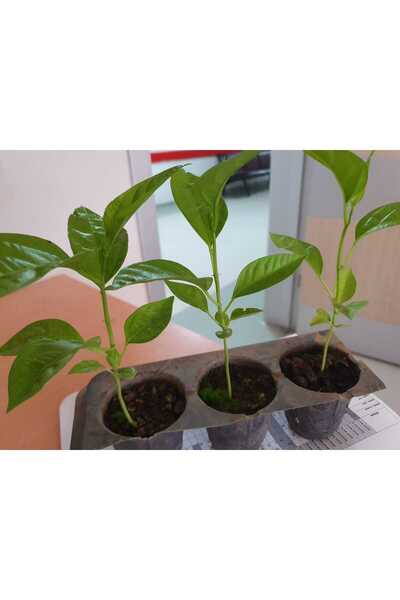 2 adet Pasiflora (Çarkıfelek)fidesi 20cm üstü tüplü