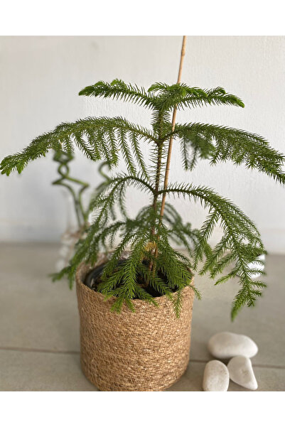 Ağaoğlu Norfolk Çamı - Salon Çamı - Mini Yılbaşı Ağacı (Araucaria Heterophylla)