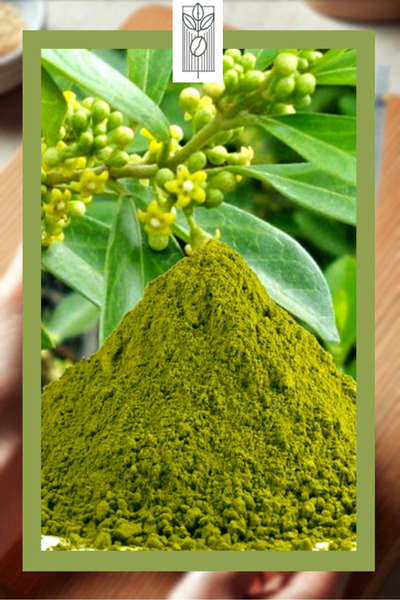 Mel and Mira Organik Gurmar (Gymnema Sylvestre) Tozu 50g, Gurmar Powder, Organik | Vegan | Katkısız