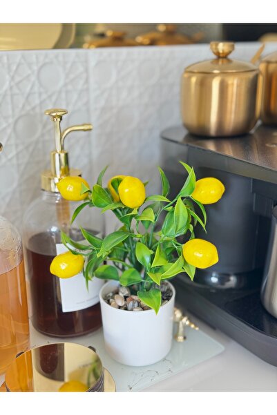 TOGO Dekoratif mini limon ağacı