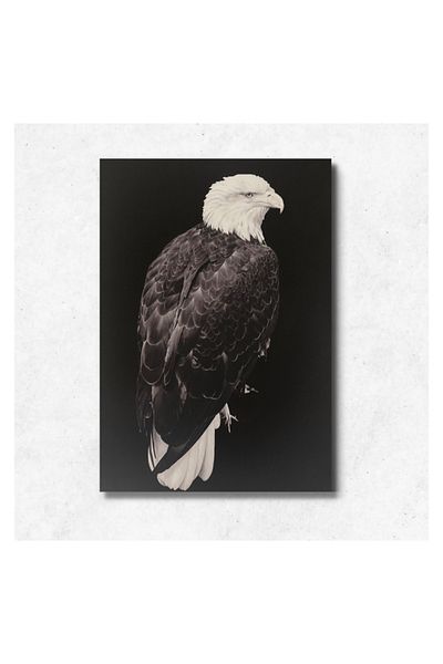 Generic Wall panel - Falcon