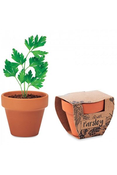 dalimag Kit Gradinarit, Ghiveci de Teracota cu Seminte de Patrunjel, 5x6x5.5 cm