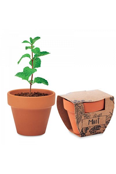 dalimag Kit Gradinarit, Ghiveci de Teracota cu Seminte de Menta,, 5x6x5.5 cm