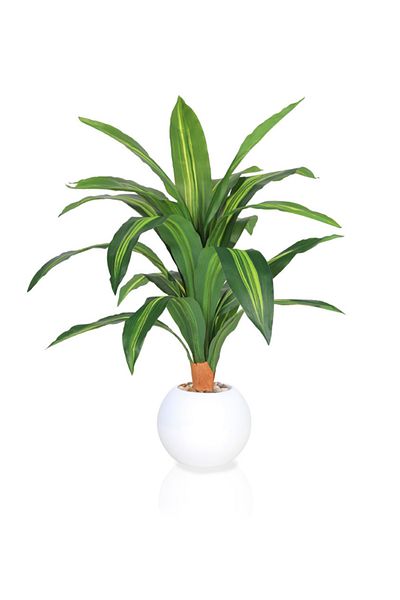 DRAMA HOME 70cm Artificial Corn Tree – A natural touch with lasting elegance
