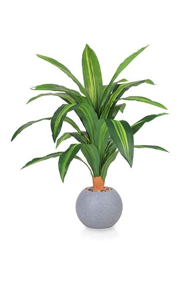 DRAMA HOME 70cm Artificial Corn Tree – A natural touch with lasting elegance