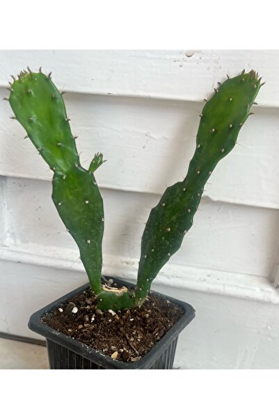 ATABEY ÇİÇEK Radyasyon Temizleyici Opuntia Monacanthaoo Kaktüs