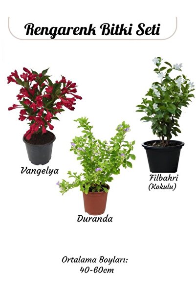 Gardenbox Çiçekli Ürün Kombini – Filbahri, Katmerli Ful ve Duranta-Duranda (Mor Ağaç Menekşesi)