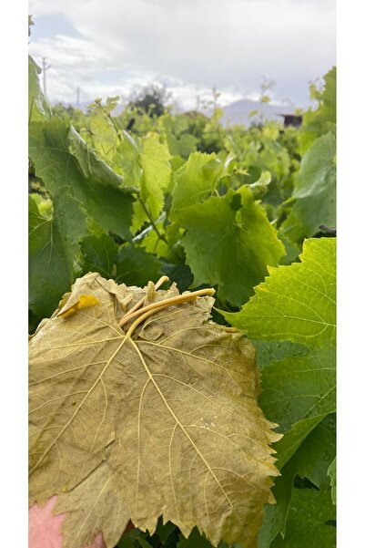 TANSU ŞAHAL Salamura Asma Yaprağı 5lt