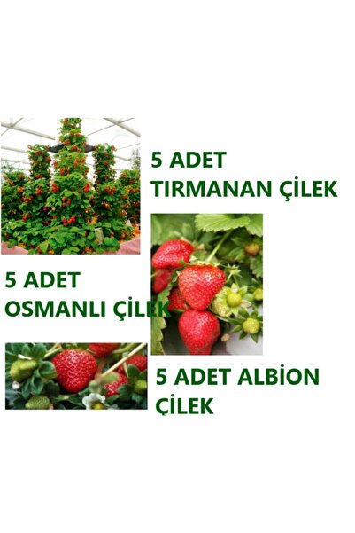 Ucuzluk Diyarı 5 Adet Osmanlı + 5 Adet Tırmanan + 5 Albion ( Yediveren ) Çile...
