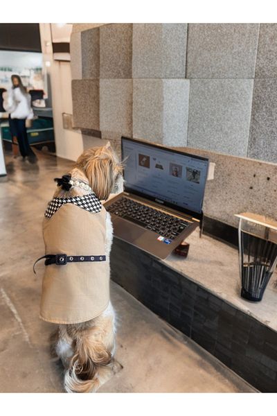 For a Fur Dog Shirt Beige Color Houndstooth Collar Denim Belt Shirt