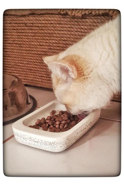 N NOXXO Concrete Cat Food Container Concrete Food Plate