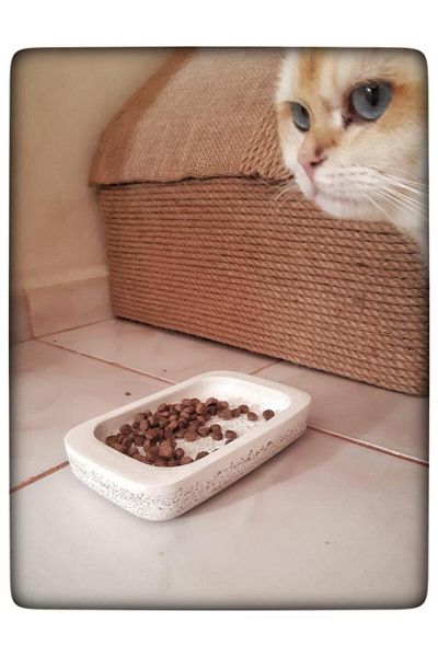 N NOXXO Concrete Cat Food Container Concrete Food Plate