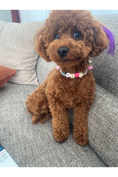 Kösedağ İsimli Köpek ve Kedi Tasması Boncuklu Köpek ve Kedi Kolyesi Ayrlanabi...