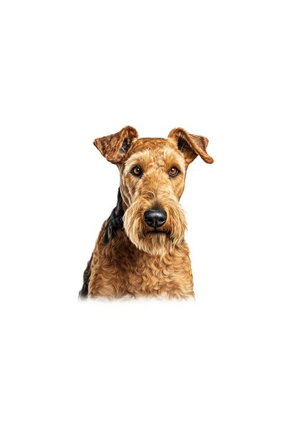 INOVATIX Set de 8 bucăți, autocolant bust Airedale Terrier, INOVATIX®. 6 cm