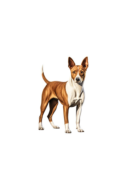 INOVATIX Set de 8 piese, autocolant Basenji, INOVATIX®. 6 cm