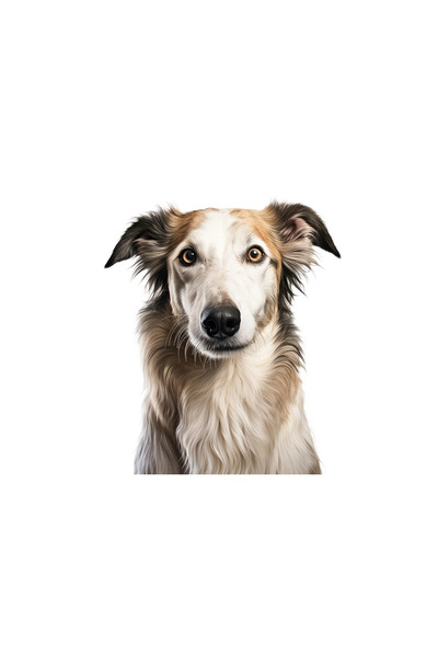 INOVATIX Set de 8 piese, autocolant portret Borzoi, INOVATIX®. 6 cm