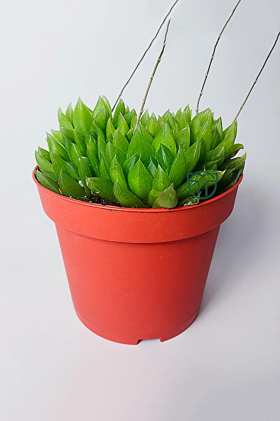 Toptan Kaktüs Haworthia Cymbiformis – Şeffaf yapraklı büyük boy sukulent