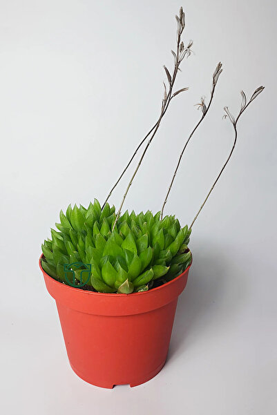 Toptan Kaktüs Haworthia Cymbiformis – Şeffaf yapraklı büyük boy sukulent