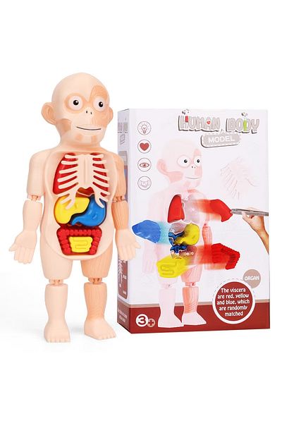 LUDIRO Jucarie Educativa, Corpul Uman, 17 Piese, 23 Cm, Invatare prin Joaca
