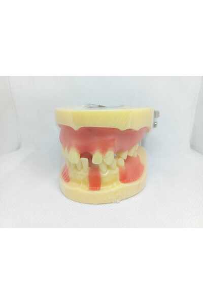 Fantom Çene Modeli no: 2003