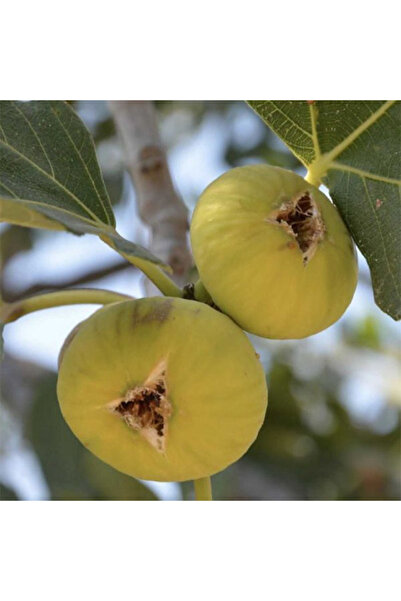 SEVER FİDANCILIK Aydın İnciri Fidanı