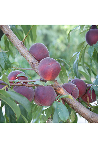 SEVER FİDANCILIK Elegant Lady Şeftali Fidanı