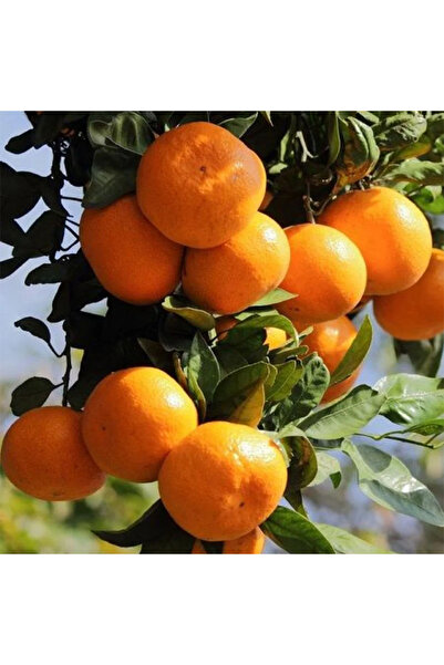 SEVER FİDANCILIK Miho Wase Mandalina Fidanı