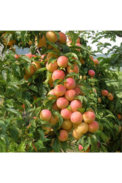 SEVER FİDANCILIK Havran Erik Fidanı