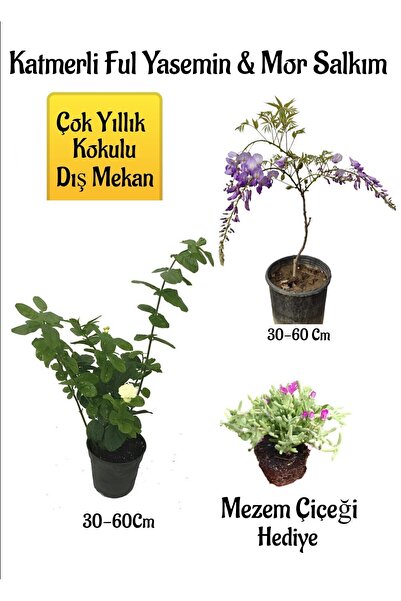Nura Botanik Kokulu Katmerli Ful Yasemin Çiçeği+Mor Salkım Ağacı Fidanı Mezem...