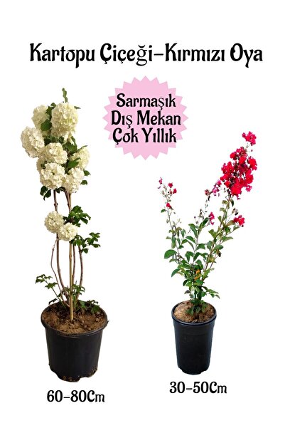 Nura Botanik Çok Avantajlı Kartopu Çiçeği 1 ADET +Kırmızı Oya Ağacı 1 ADET Sa...