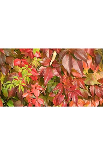 Gardenbox Tüplü 5 Adet Amerikan Sarmaşığı Fidanı 50-80cm