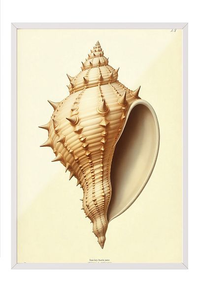 Postifull Poster cu cadru alb, scoici, ilustrație, poster de culoare maro, selecție de vară 2025, NR:109