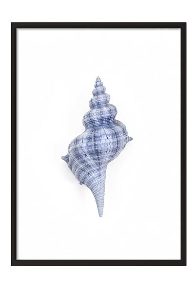 Postifull Black Framed Poster, Seashell, Illustration, Blue Color Poster, 2025 Summer Selection, No:109579