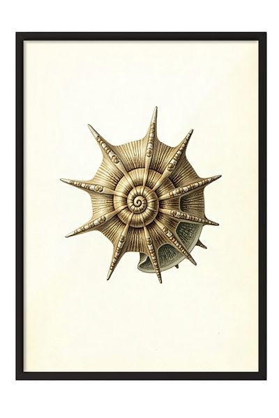 Postifull Black Framed Poster, Seashell, Illustration, Brown Color Poster, 2025 Summer Selection, No:109