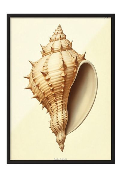 Postifull Black Framed Poster, Seashell, Illustration, Brown Color Poster, 2025 Summer Selection, No:109