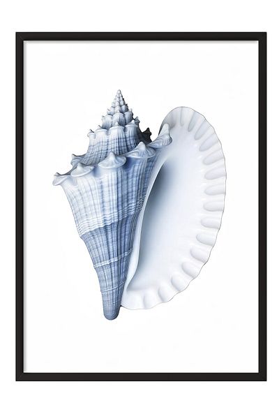 Postifull Black Framed Painting, Blue Seashell, Illustration, Blue Color Poster, 2025 Summer Selection, No:10974